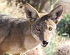 coyote on bird feeder