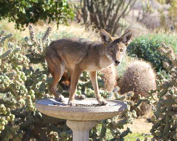 Coyote on topp of bird feeder